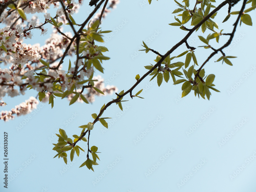 spring gardens are blooming. branch with flowers spring gardens are blooming. branch with flowers