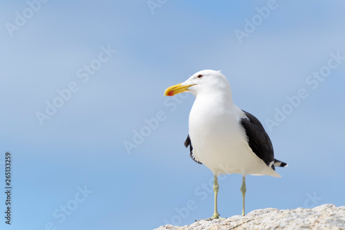 Kelp gull (Larus dominicanus), portrait standing on rock, Boulder beach, South Africa © andreanita