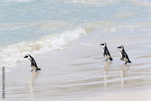 Three African penguin, jackass penguin, black-footed penguin (Spheniscus demersus), walking on beach into ocean, Boulder beach, South Africa