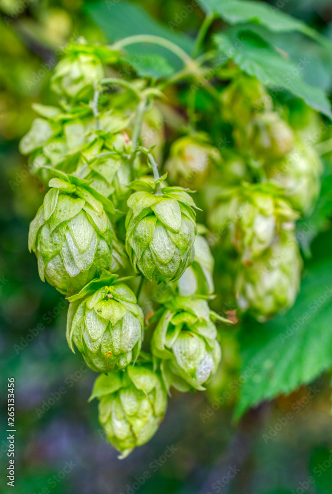 Hop cones, close-up. Hop cones, close-up.