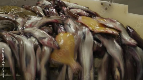 Closeup of fresh fish being processed at a fish factory for the restaurant industry photo