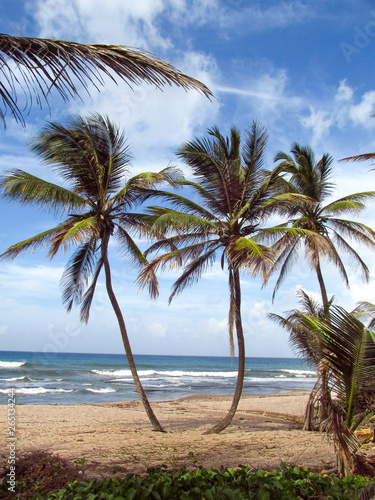 Fototapeta Naklejka Na Ścianę i Meble -  View of the palm trees of the ocean coast in the light of a bright Sunny day. The Island Of Barbados. The nature of the Caribbean Islands.