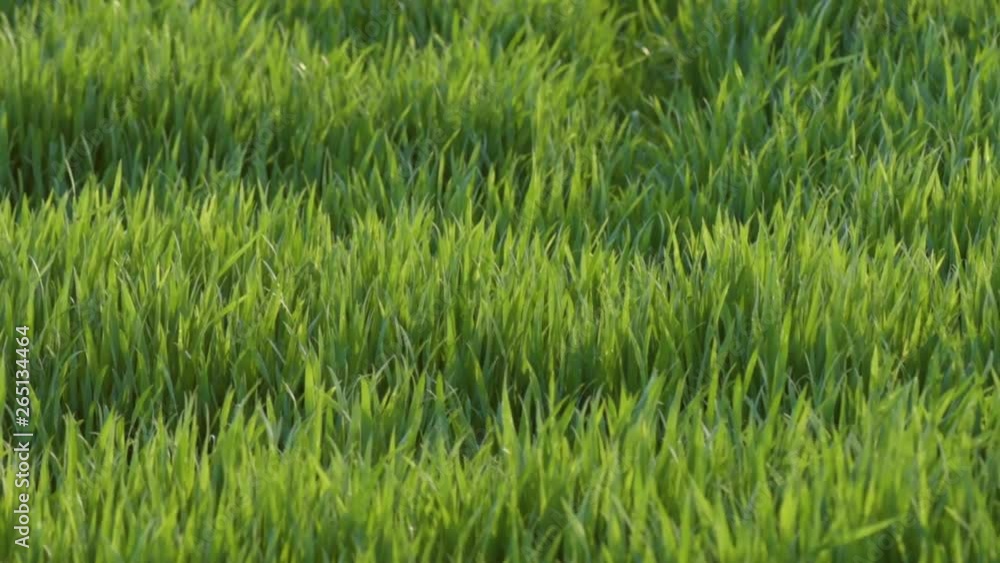 Green field of young wheat. Spring coming to land. Young green wheat growing in soil. Green sprouts of wheat in field. Wheat seedlings growing in meadow. Green field of young wheat. Spring coming to land. Young green wheat growing in soil. Green sprouts of wheat in field. Wheat seedlings growing in meadow.