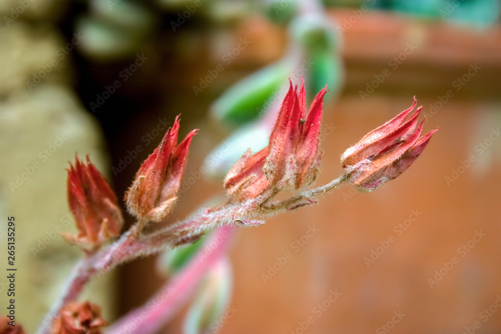 Fototapeta premium Macro photography of dried echeveria succulent plant flowers. Captured at the Andean mountains of central Colombia.