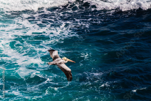 Pelican flying over a blue rough sea