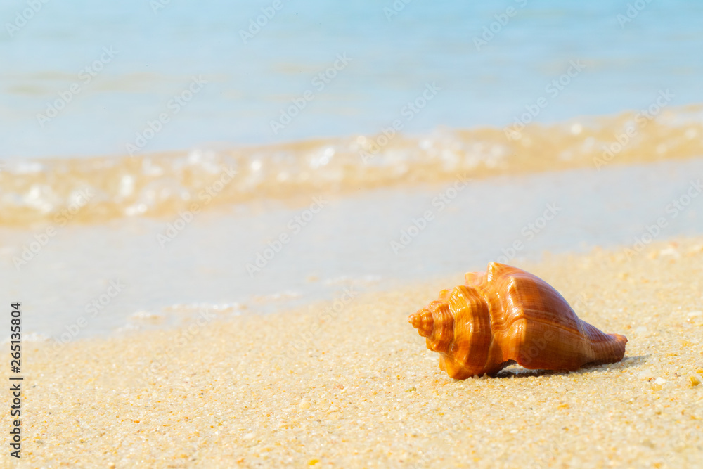 Sea Shell on sands. summer time background. Sea Shell on sands. summer time background.
