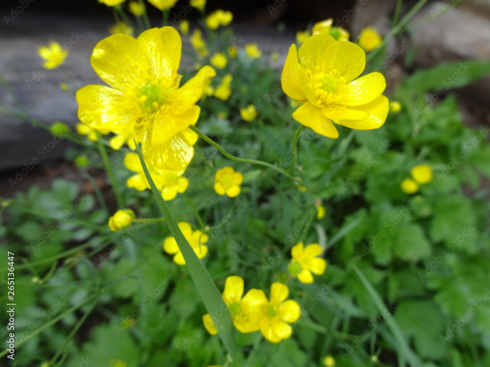 Fototapeta premium flower, yellow, nature, spring, flowers, summer, green, field, plant, garden, grass, meadow, blossom, flora, bloom, buttercup, beautiful, macro, blooming, color, beauty, petal, canola, daisy, floral