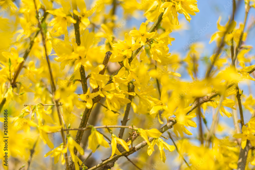 Background of small yellow flowers on the tree. Background of small yellow flowers on the tree.