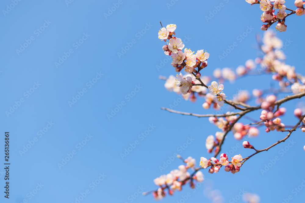 Flowering apricot branches against the blue sky. Flowering apricot branches against the blue sky.