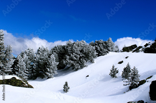 Winter mountain landscape with coniferous trees covered by snowflakes. Shine blue and cloudy sky.