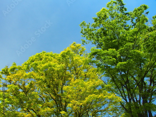 新緑の欅と青空 © smtd3