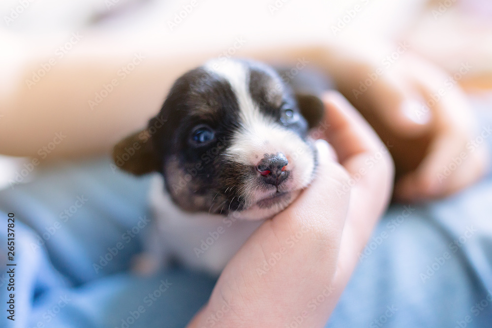 hands of the person child hold a small newborn puppy welsh corgi cardigan . the puppy has just opened his eyes sits on his owner feet. man strokes a dog hands of the person child hold a small newborn puppy welsh corgi cardigan . the puppy has just opened his eyes sits on his owner feet. man strokes a dog