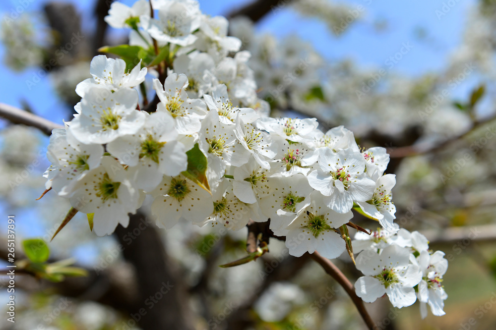 Fototapeta premium Pear flower in full bloom in spring