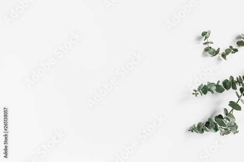 Eucalyptus branches on white. Minimal flower background. Flat lay