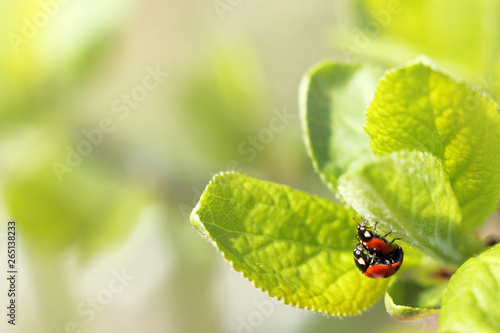 pair of ladybugs on sheet of fruit tree spend time together. spring dates in nature © zoomingfoto1712
