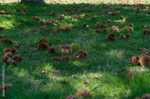 Spiky chestnut shells laying in the grass © Olga K