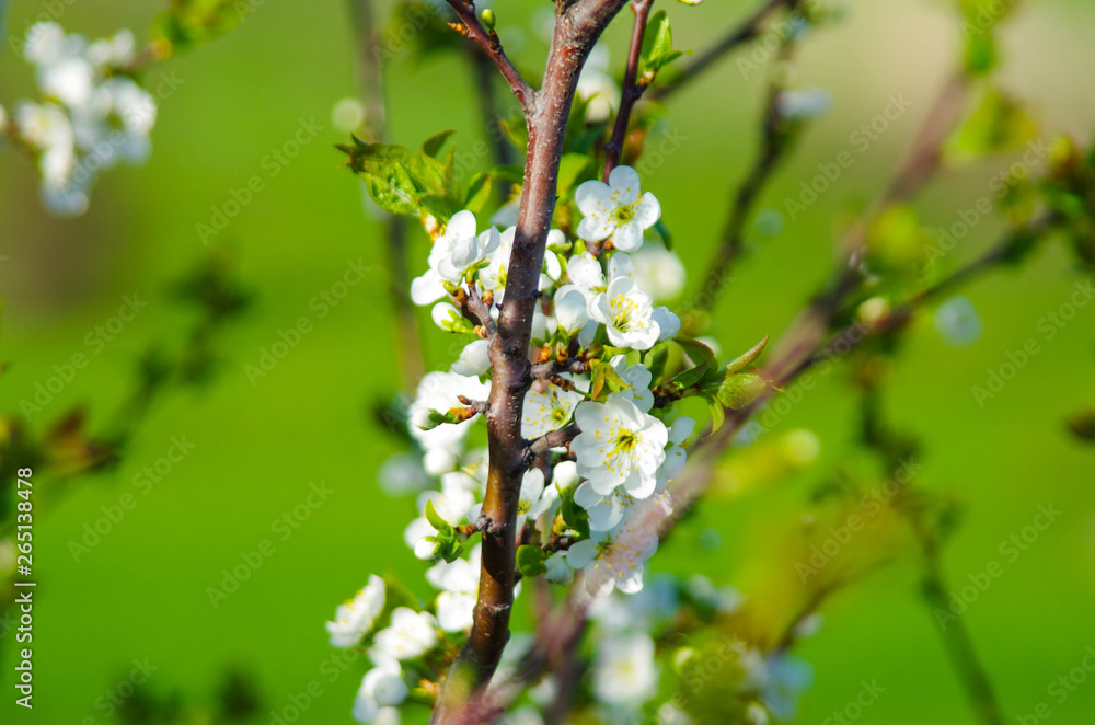 blooming cherry orchard in spring. Many flowers on the branches of trees