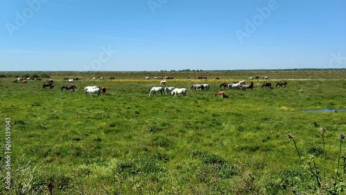 Purebred andalusian spanish horses, mares and foals grazing in 