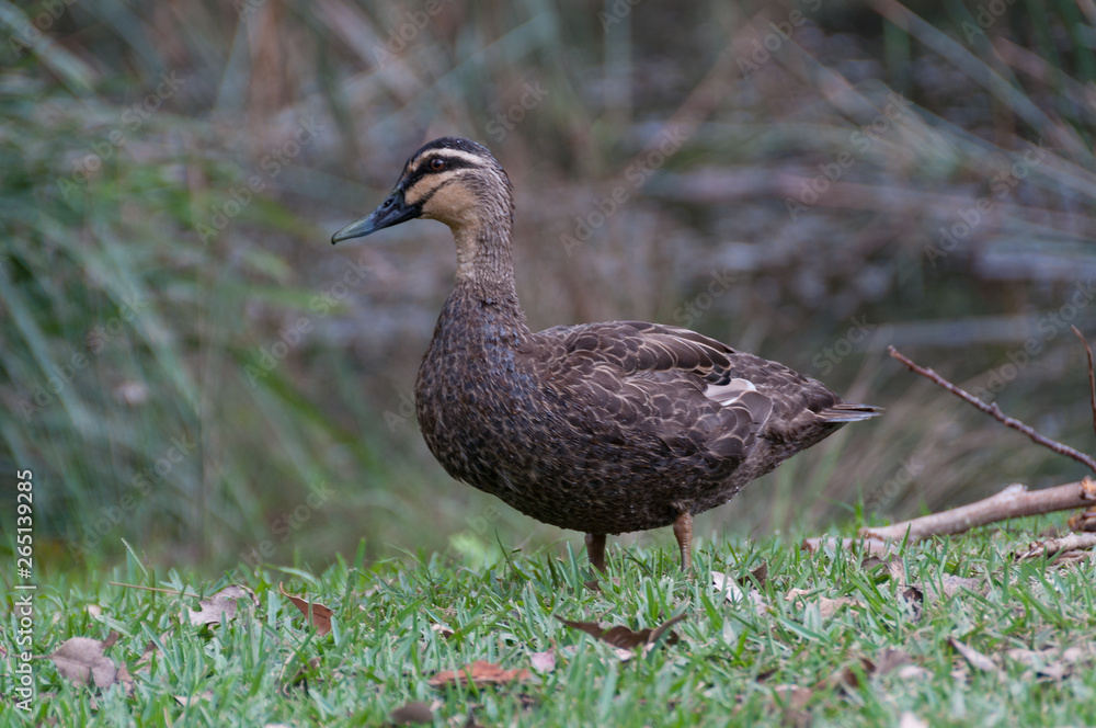 Close up of wild duck in the grass Close up of wild duck in the grass