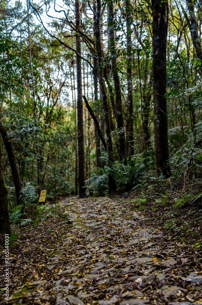 Fototapeta premium Dried leaves on a stone trail in the middle of a forest