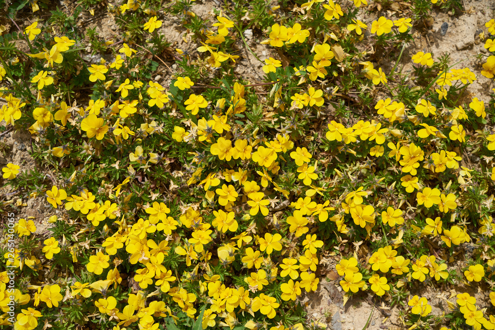 Obraz premium Daisies plants in the garden