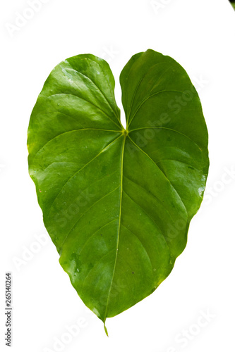 heart shape leaf isolated over white background