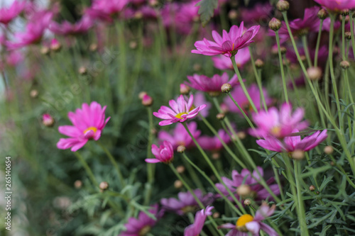 flowers in the garden