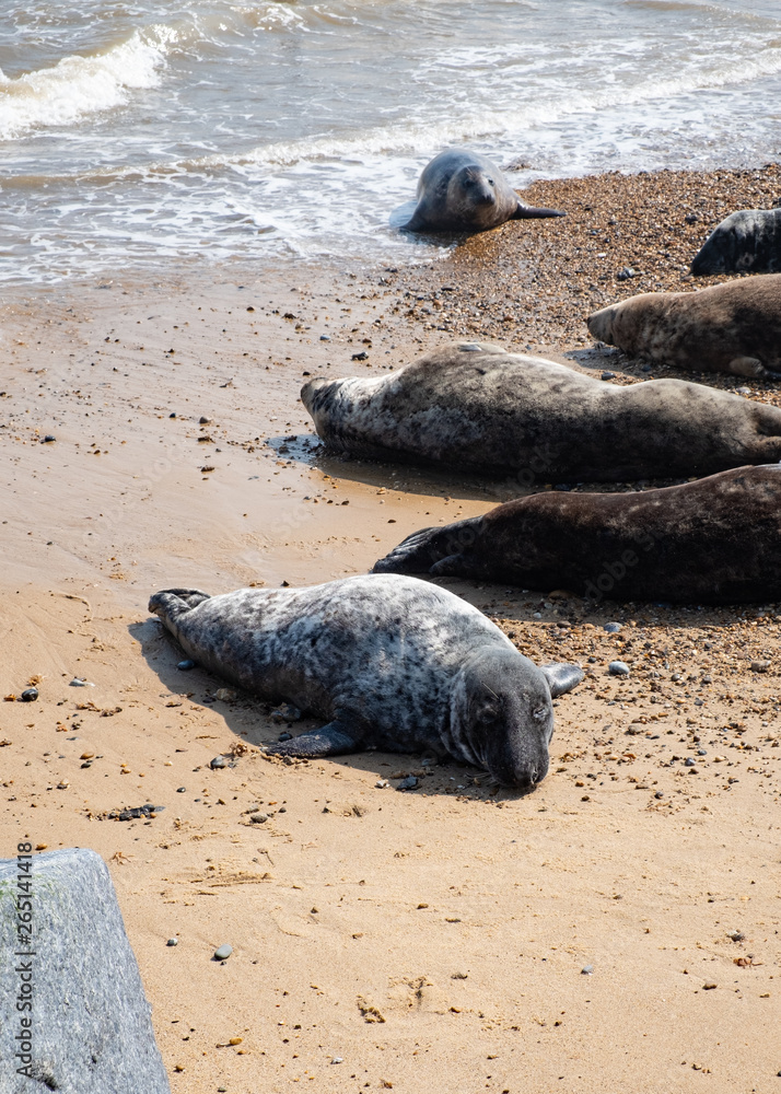 Fototapeta premium Seal lying on a beach in Norfolk England.