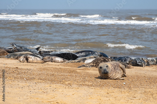 Seal lying on a beach in Norfolk England. © Lisa