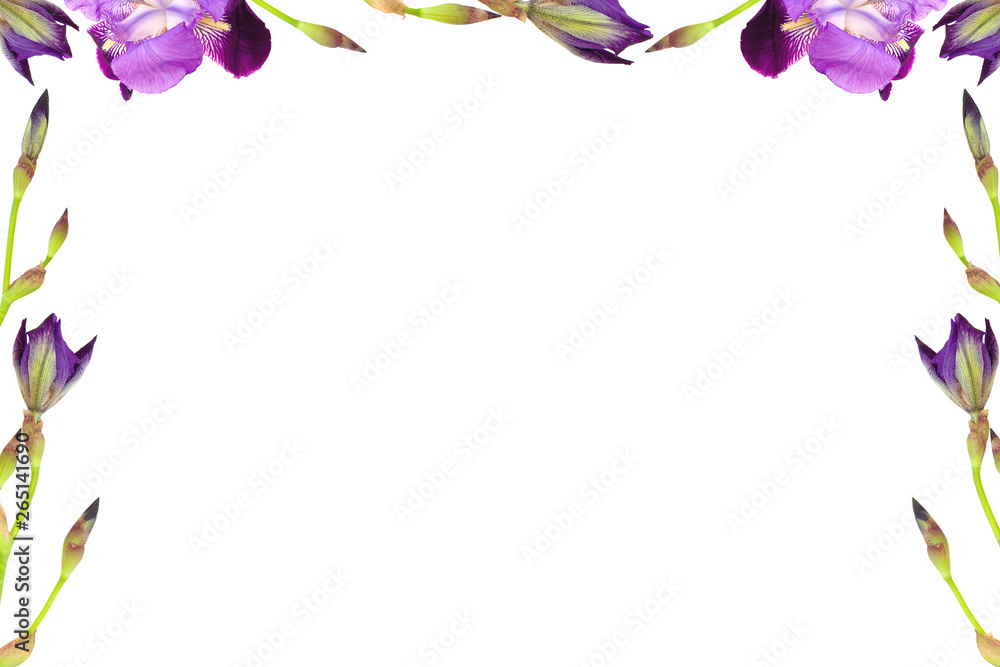 Flowers composition. Frame made of  blue purple Iris germanica flowers isolated on a white background. 