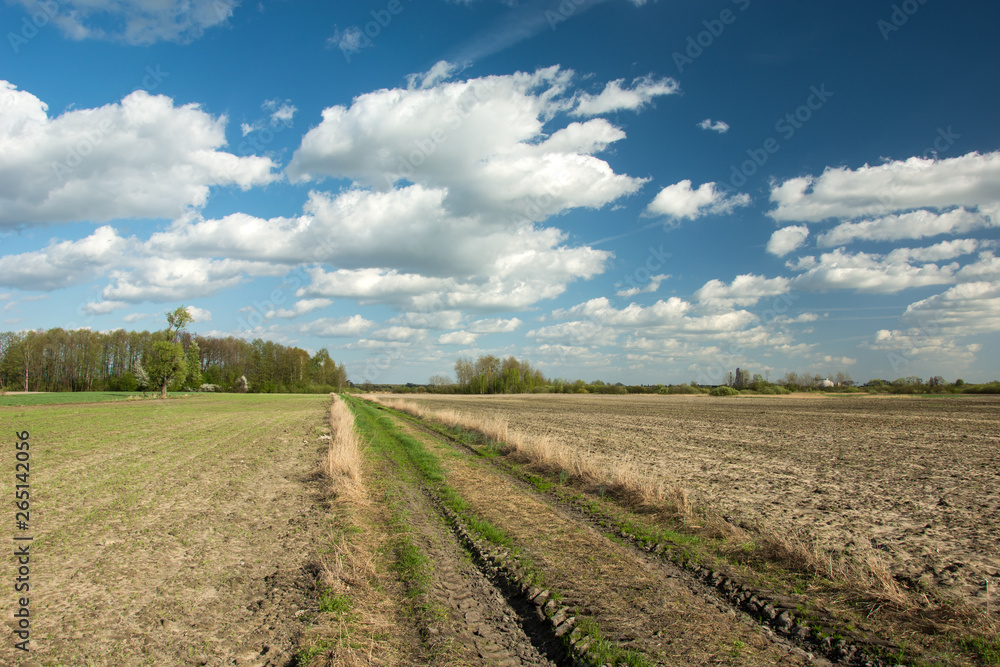 Dirt road between plowed fields, forest and white clouds on blue sky