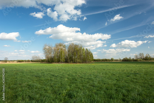 Group of trees growing on a green large meadow and white clouds on blue sky