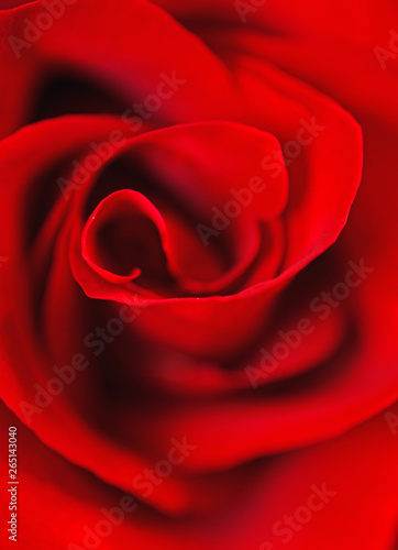 deep red rose background. macro shot