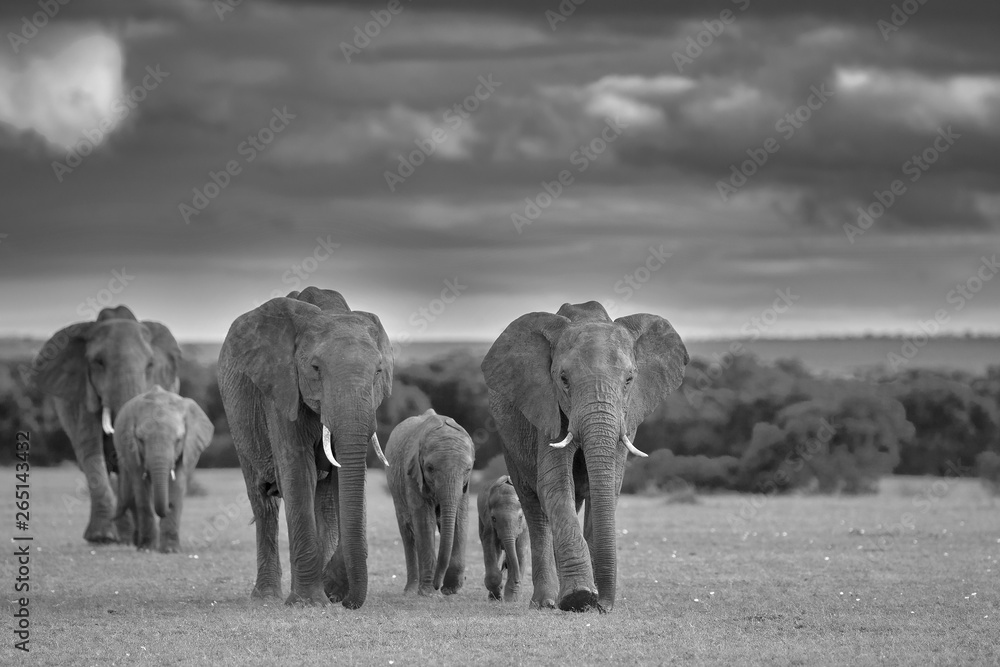 Fototapeta premium One for all, All for One!!