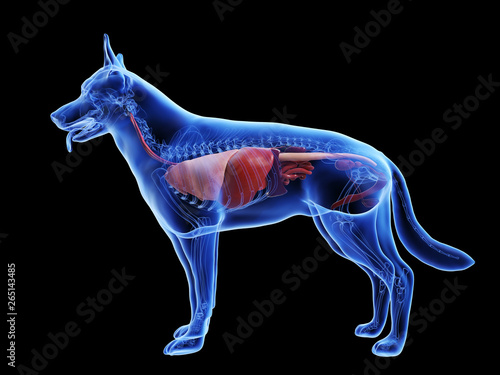 Photography 3d rendered medically accurate illustration of a dogs internal organs