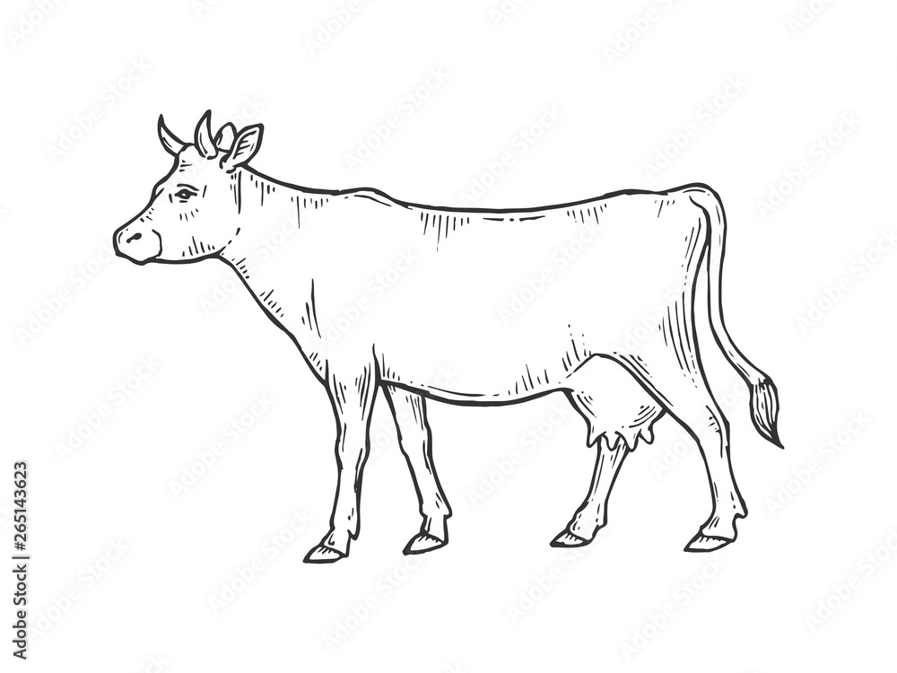 Cow rural farm animal sketch engraving vector illustration. Scratch board style imitation. Black and white hand drawn image.