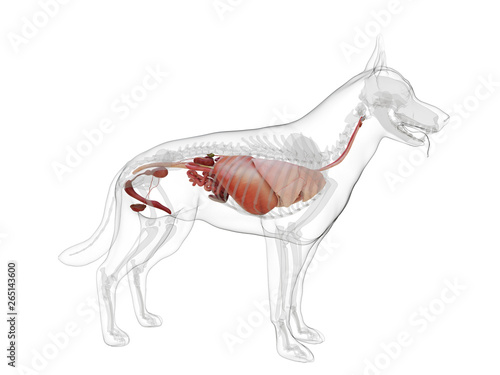 Photography 3d rendered medically accurate illustration of a dogs internal organs