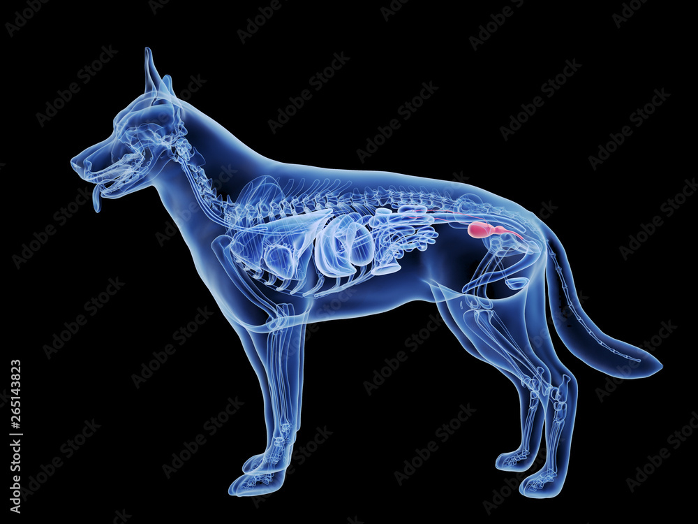 3d rendered medically accurate illustration of a dogs bladder 3d rendered medically accurate illustration of a dogs bladder