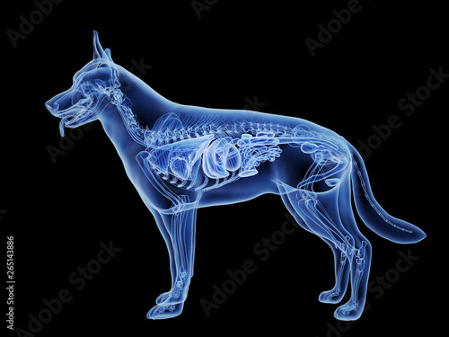 Photography 3d rendered medically accurate illustration of the dogs gallbladder