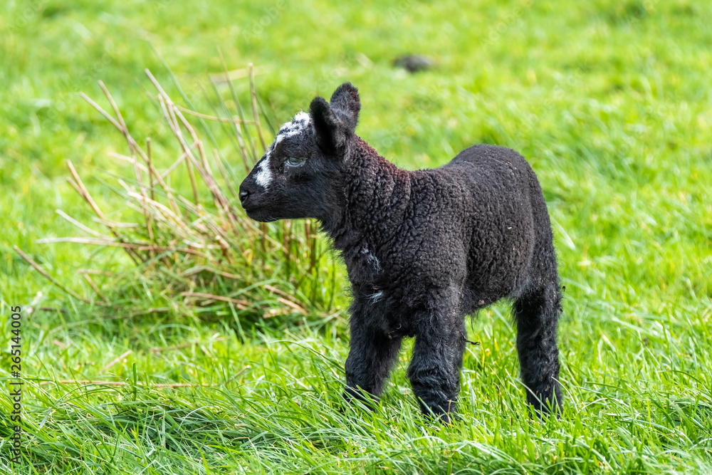 Fototapeta premium Little black Lamb standing a field in Ireland