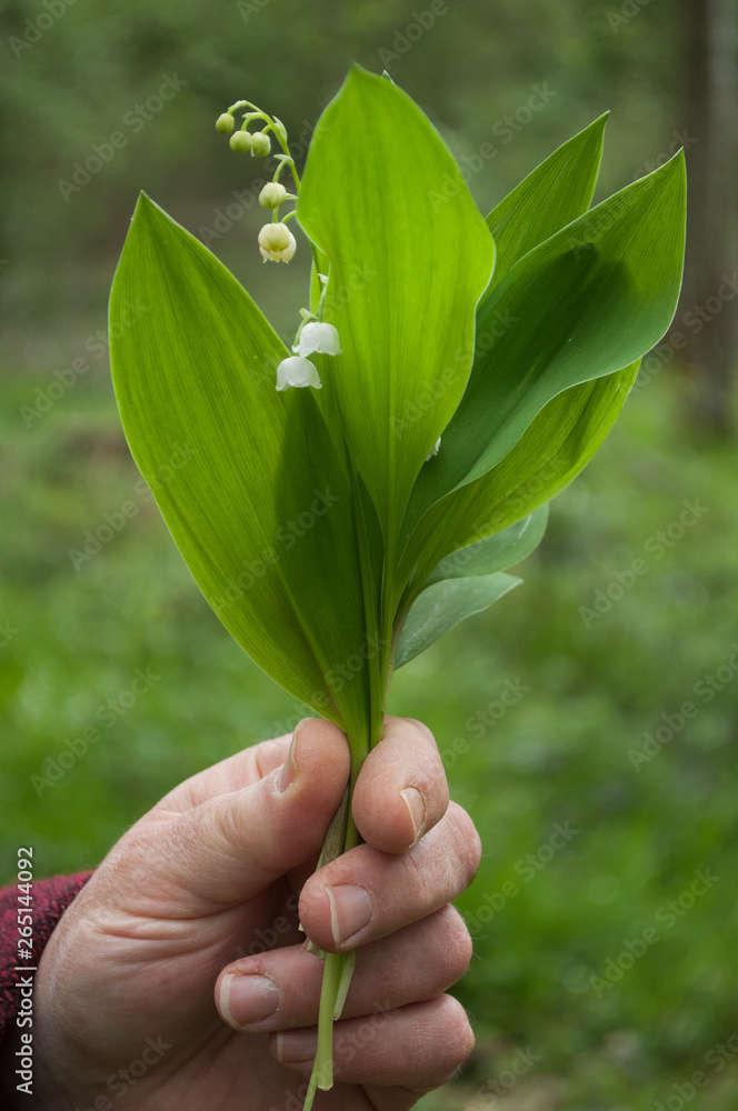 closeup of lily of the valley flowers in hand of woman in the forest closeup of lily of the valley flowers in hand of woman in the forest
