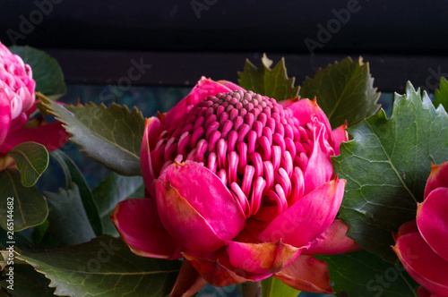 Close up of Australian native flower red waratah photo