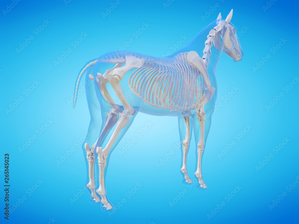 3d rendered medically accurate illustration of a horse skeleton