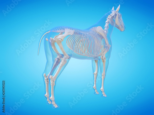 3d rendered medically accurate illustration of a horse skeleton