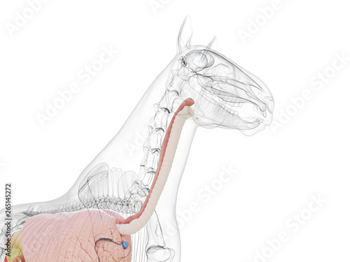3d rendered medically accurate illustration of the horse anatomy