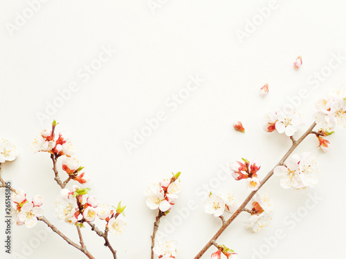 Apricot blossom on white