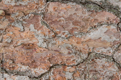 Pine bark with orange and pale purple colour