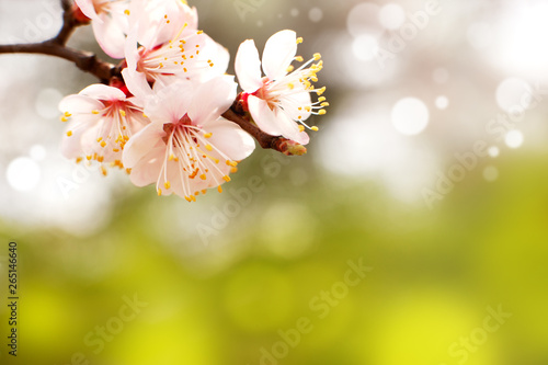 Beautiful flowering branch in soft colors. Flowers of apricot tree in spring. Delicate flowers in bright spring colors and soft light.