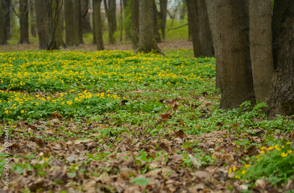 young grass with yellow flowers in spring in a park on a sunny day young grass with yellow flowers in spring in a park on a sunny day