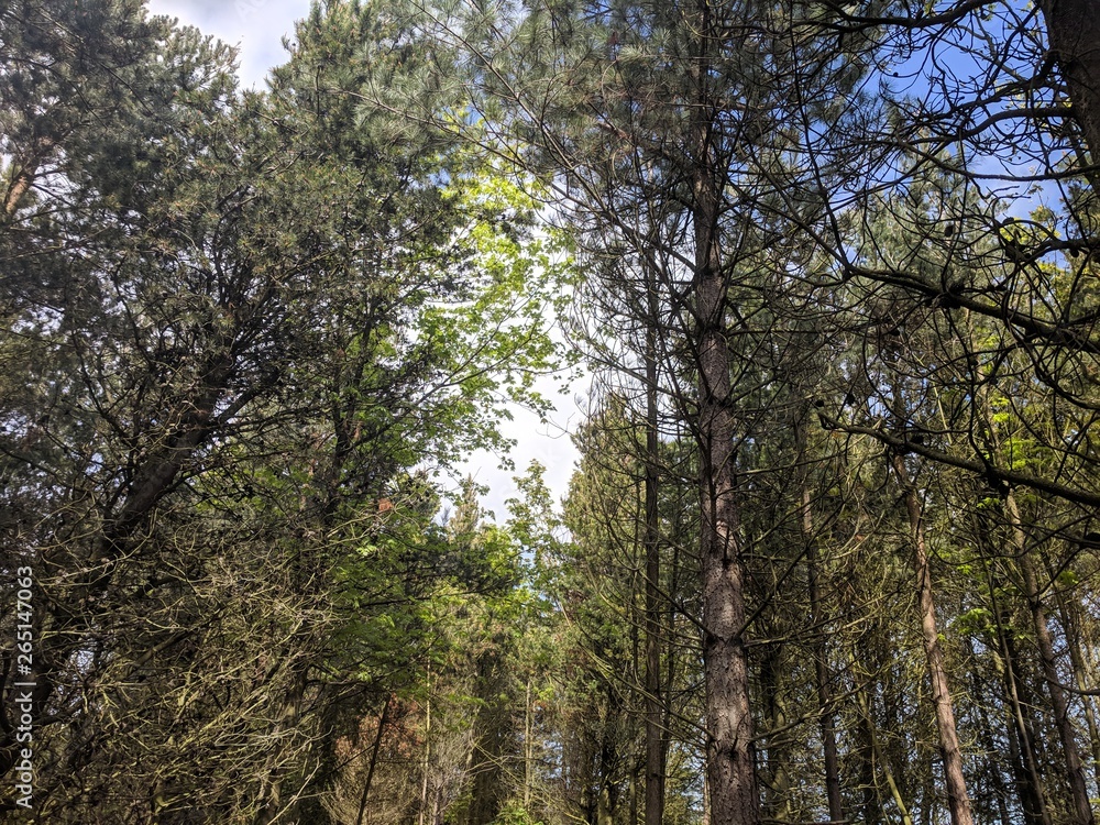 trees in forest trees in forest